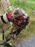 Einsatz Nr. 141 Hilfe K Tierrettung